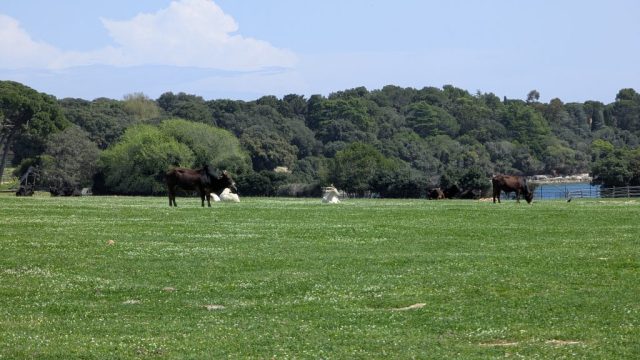 bivoli-si-capre-in-peisajul-verde-al-parcului-national-brijuni Bivoli negri și capre albe odihnindu-se pe o pajiște din Parcul Național Brijuni