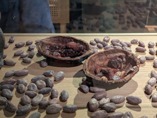boabe-de-cacao-si-pastai-expuse-in-muzeul-ciocolatei-zagreb Prim-plan cu păstăi de cacao deschise și boabe expuse pe lemn într-o vitrină de muzeu