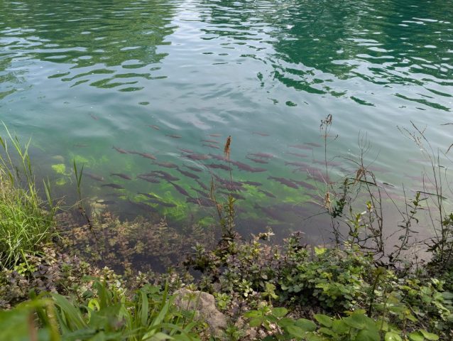 pesti-apa-cristalina-parc-national-krka-croatia Banc de pești înotând într-o apă limpede, cu vegetație subacvatică, în Parcul Național Krka, Croația.