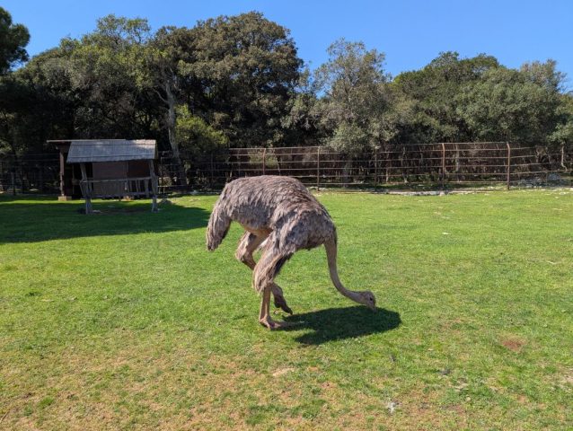 strut-in-gradina-zoologica-de-pe-insula-brijuni-croatia Struț în grădina zoologică, de pe insula Brijuni Croația, 2025.